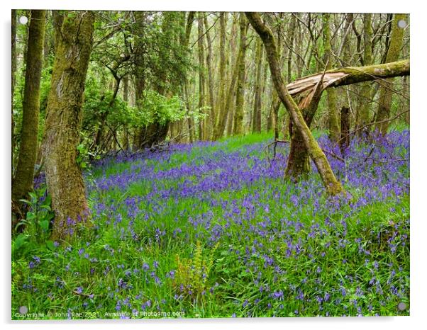 Fallen tree with bluebells Acrylic by John Rae