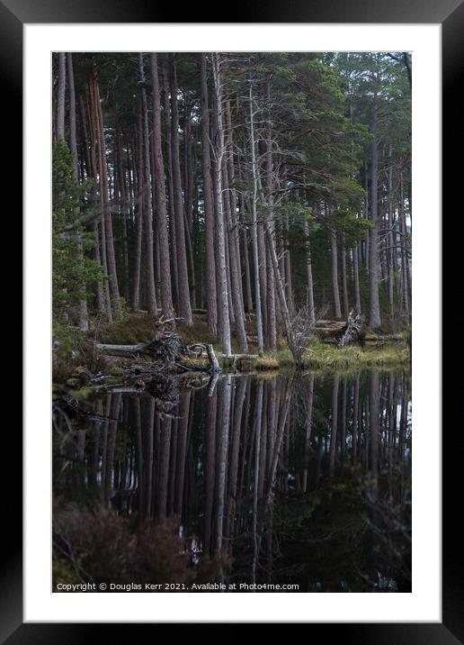Scots Pines at Loch Mallachie Framed Mounted Print by Douglas Kerr