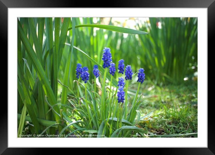 Grape Hyacinths  Framed Mounted Print by Alison Chambers