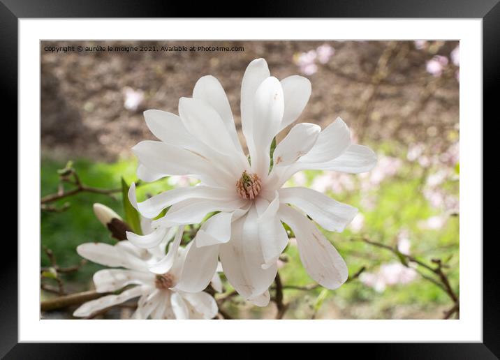 White magnolia flowers in a garden Framed Mounted Print by aurélie le moigne