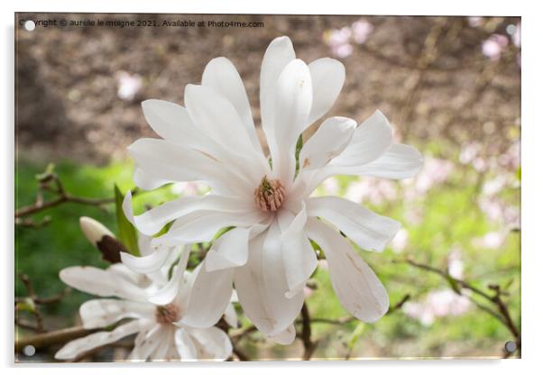 White magnolia flowers in a garden Acrylic by aurélie le moigne