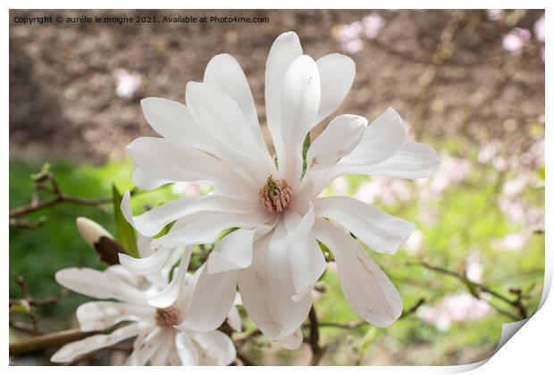 White magnolia flowers in a garden Print by aurélie le moigne