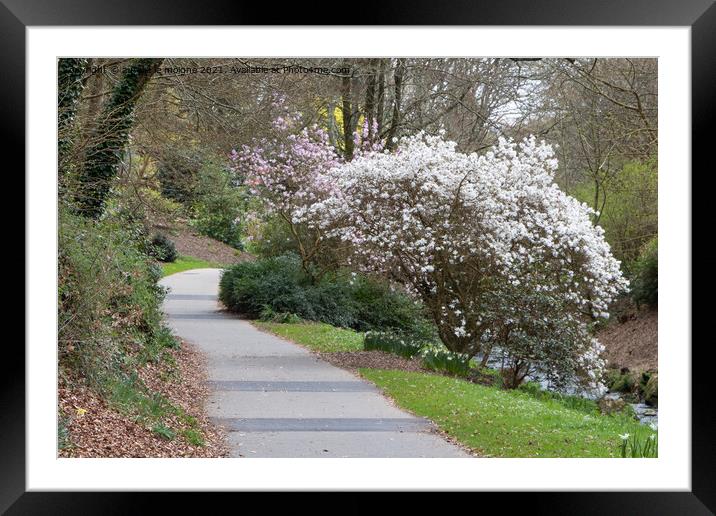 Magnolia trees and path in a park Framed Mounted Print by aurélie le moigne