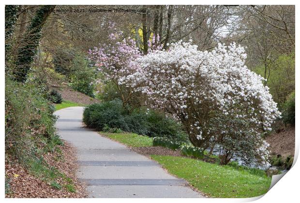 Magnolia trees and path in a park Print by aurélie le moigne