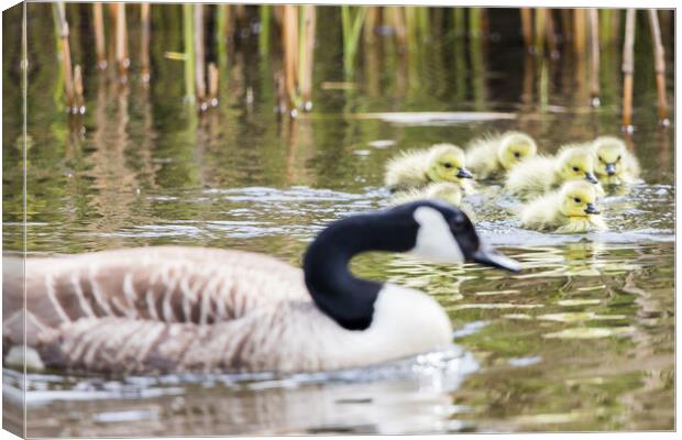 Canadian geese chicks with a parent Canvas Print by Jason Wells
