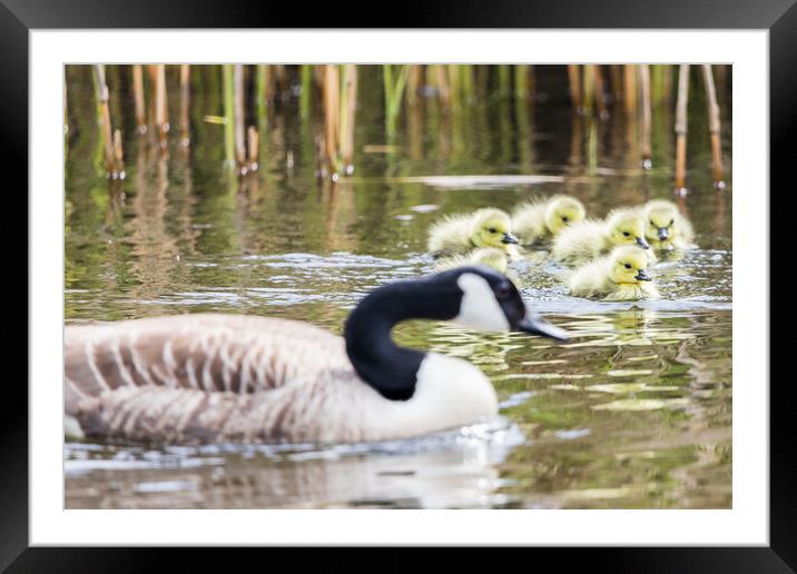 Canadian geese chicks with a parent Framed Mounted Print by Jason Wells