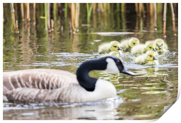 Canadian geese chicks with a parent Print by Jason Wells