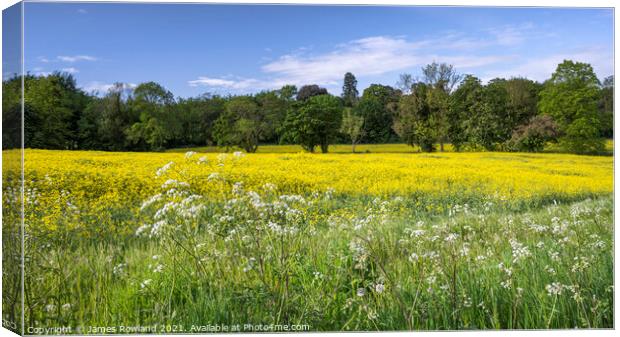 Rapeseed Fields Canvas Print by James Rowland