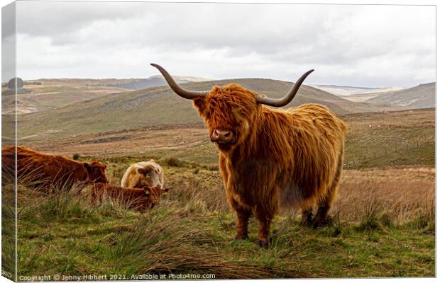 Herd of Highland cattle near Nant-y-Moch reservoir Canvas Print by Jenny Hibbert