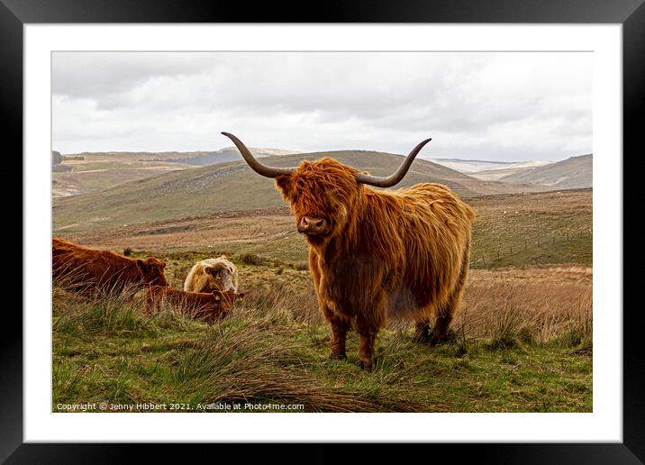Herd of Highland cattle near Nant-y-Moch reservoir Framed Mounted Print by Jenny Hibbert