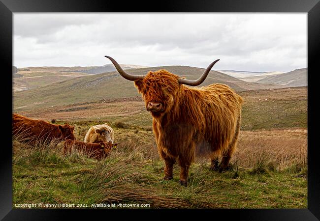 Herd of Highland cattle near Nant-y-Moch reservoir Framed Print by Jenny Hibbert