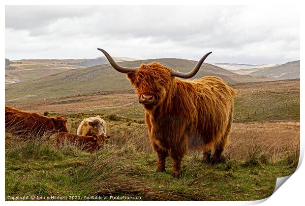 Herd of Highland cattle near Nant-y-Moch reservoir Print by Jenny Hibbert