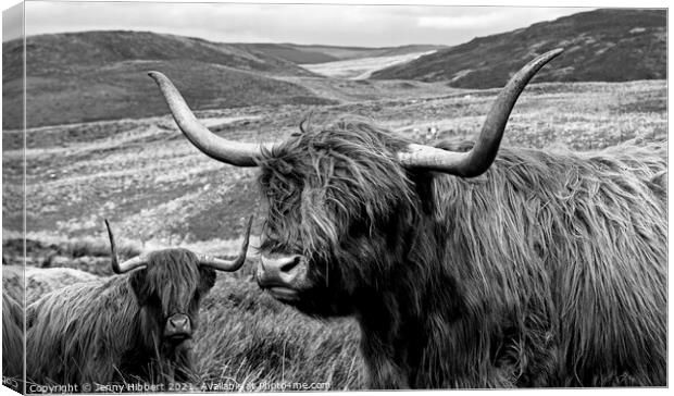 Two Highland cows together close to Nant-y-Moch reservoir  Canvas Print by Jenny Hibbert