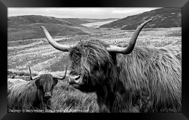 Two Highland cows together close to Nant-y-Moch reservoir  Framed Print by Jenny Hibbert