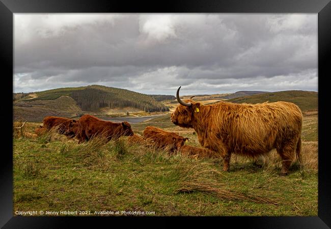 A herd of Highland cattle with Nant-y-Moch reservoir in the distance Framed Print by Jenny Hibbert