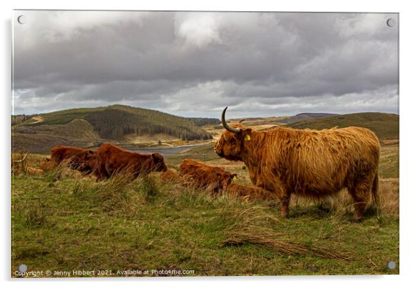 A herd of Highland cattle with Nant-y-Moch reservoir in the distance Acrylic by Jenny Hibbert