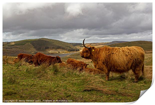 A herd of Highland cattle with Nant-y-Moch reservoir in the distance Print by Jenny Hibbert