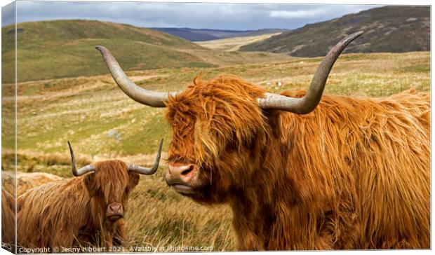 Two Highland cows near Nant-y-Moch reservoir Ceredigion Wales Canvas Print by Jenny Hibbert