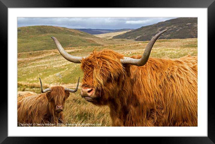 Two Highland cows near Nant-y-Moch reservoir Ceredigion Wales Framed Mounted Print by Jenny Hibbert