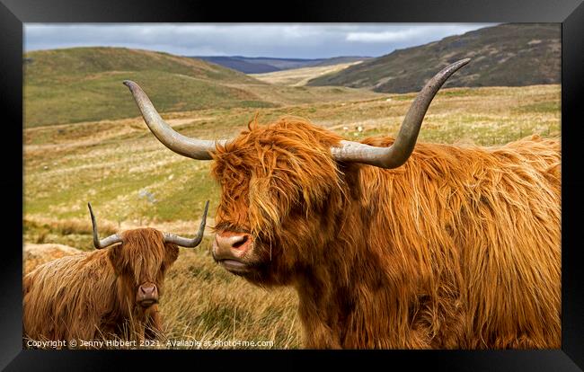 Two Highland cows near Nant-y-Moch reservoir Ceredigion Wales Framed Print by Jenny Hibbert