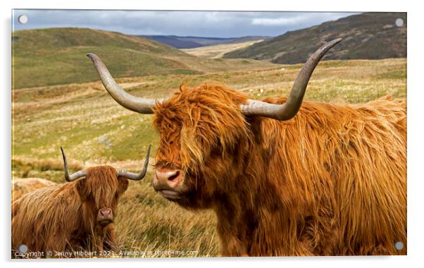 Two Highland cows near Nant-y-Moch reservoir Ceredigion Wales Acrylic by Jenny Hibbert