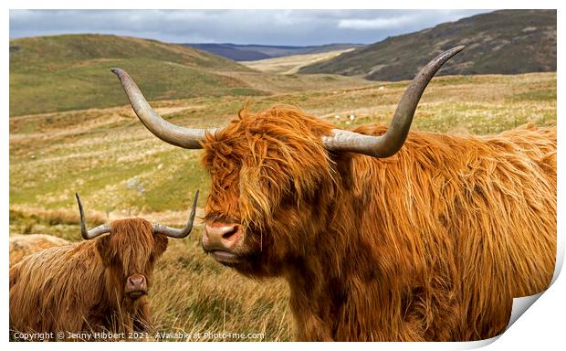 Two Highland cows near Nant-y-Moch reservoir Ceredigion Wales Print by Jenny Hibbert