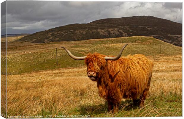 Highland cow in Northern Ceredigion Wales Canvas Print by Jenny Hibbert