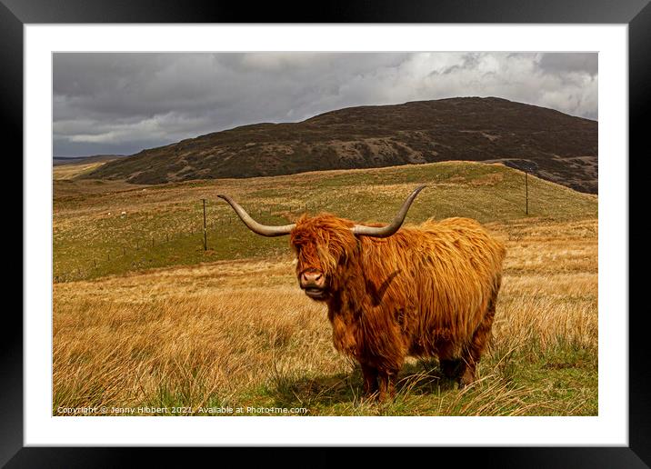 Highland cow in Northern Ceredigion Wales Framed Mounted Print by Jenny Hibbert