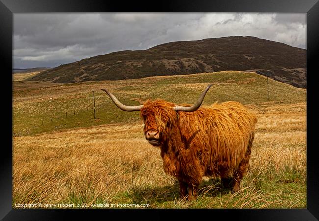 Highland cow in Northern Ceredigion Wales Framed Print by Jenny Hibbert