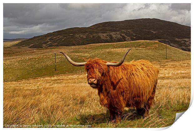 Highland cow in Northern Ceredigion Wales Print by Jenny Hibbert