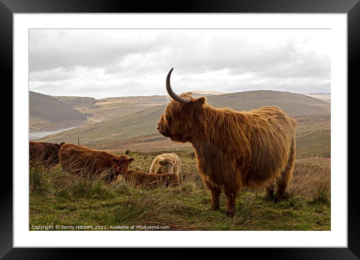 A herd of cattle standing on top of a lush green field Framed Mounted Print by Jenny Hibbert