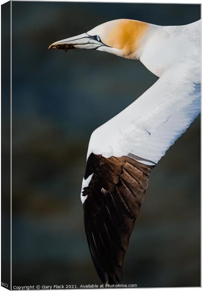 Gannet Bird in Flight at Bempton Cliff Canvas Print by That Foto