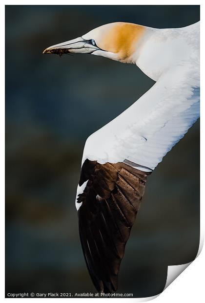 Gannet Bird in Flight at Bempton Cliff Print by That Foto