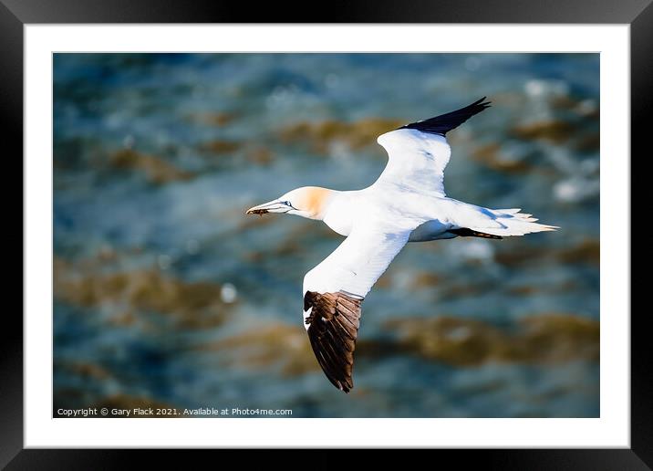 Northern Gannet bird gliding over the coast  Framed Mounted Print by That Foto