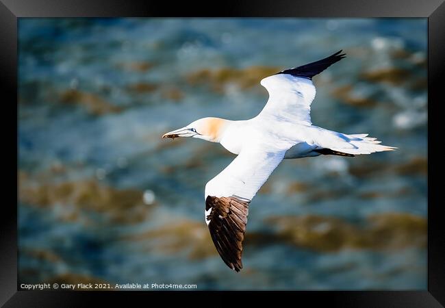 Northern Gannet bird gliding over the coast  Framed Print by That Foto