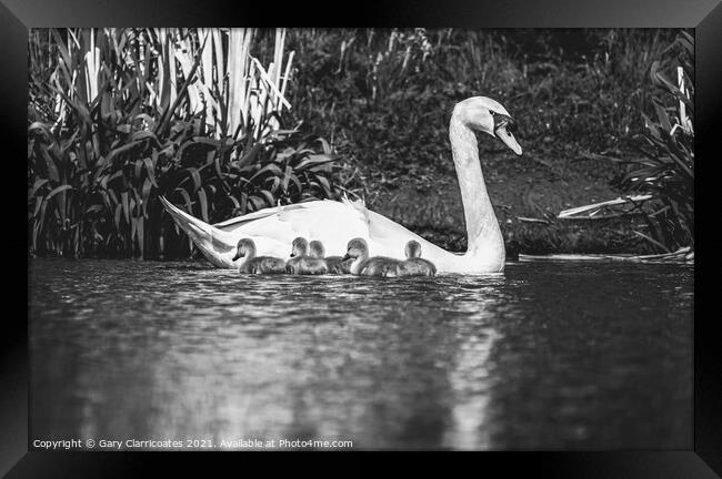 Swan and Cygnets Framed Print by Gary Clarricoates