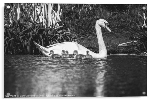 Swan and Cygnets Acrylic by Gary Clarricoates