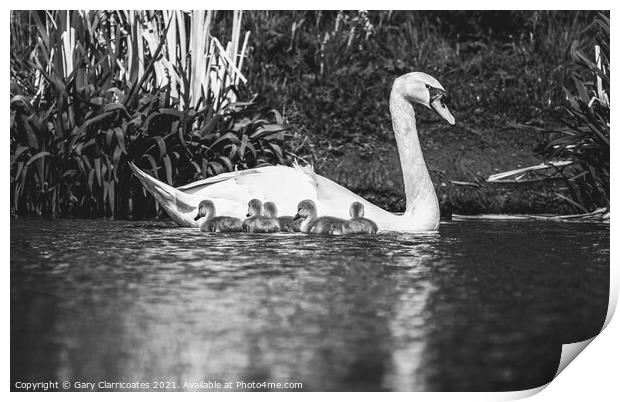 Swan and Cygnets Print by Gary Clarricoates