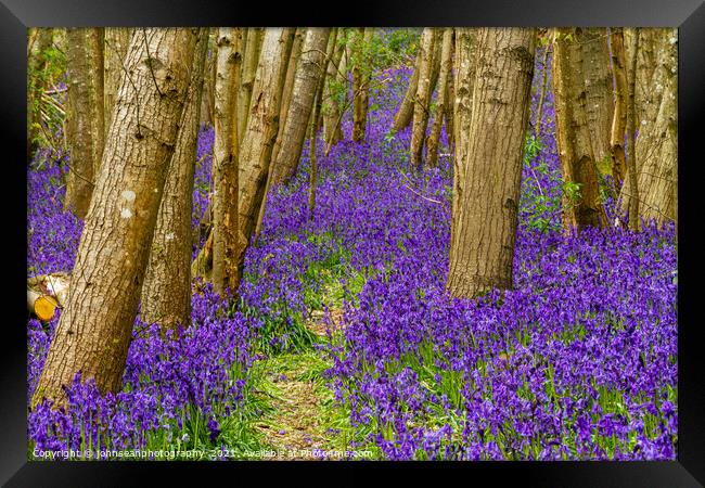 Bluebells at Riverhill Gardens, Sevenoaks Framed Print by johnseanphotography 