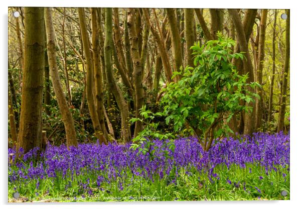 Bluebells at Riverhill Gardens, Sevenoaks Acrylic by johnseanphotography 
