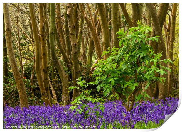 Bluebells at Riverhill Gardens, Sevenoaks Print by johnseanphotography 