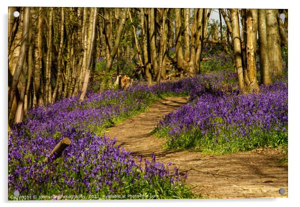 Bluebells at Riverhill Gardens, Sevenoaks Acrylic by johnseanphotography 