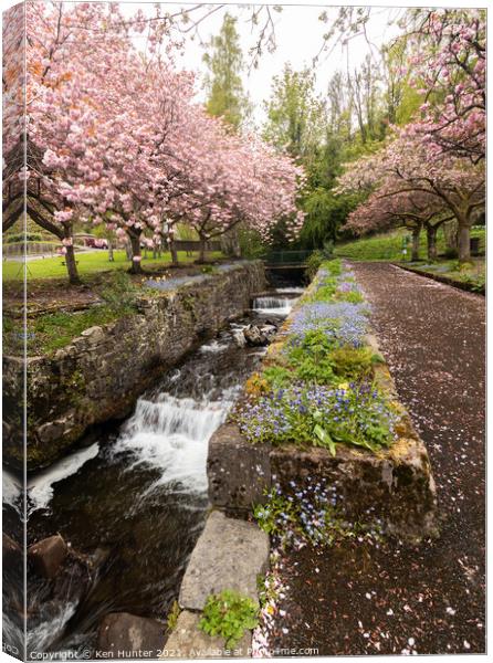 Cherry Blossom Riverside, Mill Glen, Tillicoutry (2) Canvas Print by Ken Hunter