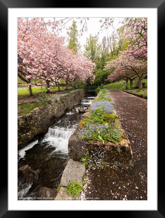 Cherry Blossom Riverside, Mill Glen, Tillicoutry (2) Framed Mounted Print by Ken Hunter