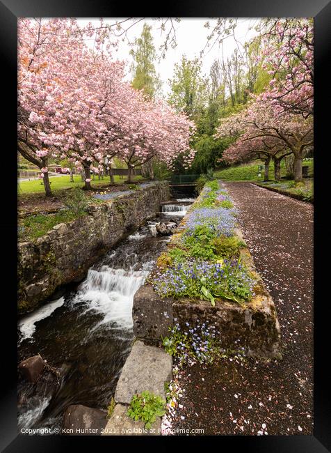 Cherry Blossom Riverside, Mill Glen, Tillicoutry (2) Framed Print by Ken Hunter
