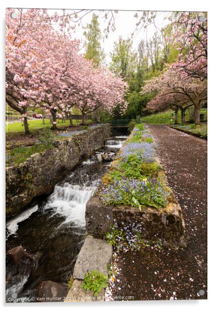 Cherry Blossom Riverside, Mill Glen, Tillicoutry (2) Acrylic by Ken Hunter