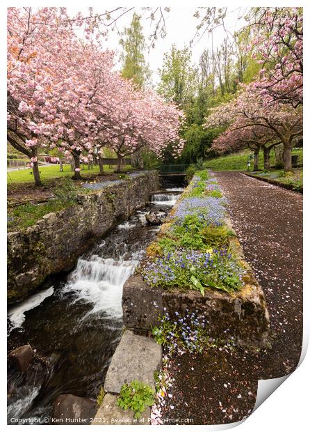 Cherry Blossom Riverside, Mill Glen, Tillicoutry (2) Print by Ken Hunter