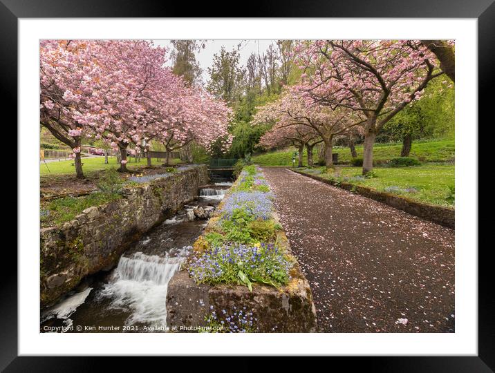Cherry Blossom Riverside, Mill Glen, Tillicoutry Framed Mounted Print by Ken Hunter
