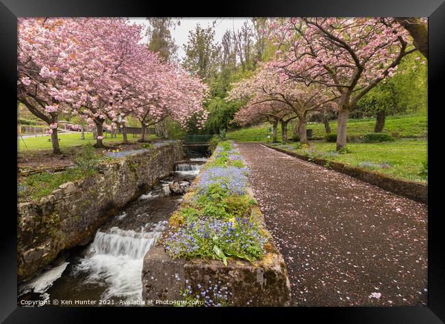 Cherry Blossom Riverside, Mill Glen, Tillicoutry Framed Print by Ken Hunter