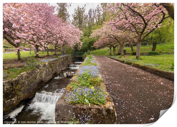 Cherry Blossom Riverside, Mill Glen, Tillicoutry Print by Ken Hunter